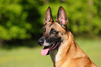 Malinois Portrait