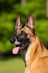 Malinois Portrait