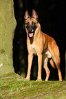 Malinois