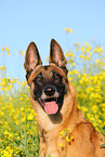 Malinois Portrait