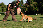 Malinois