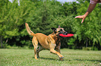playing Malinois