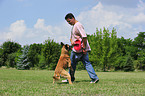 playing Malinois