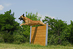 Malinois