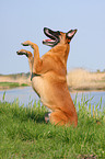 sitting Malinois