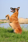 sitting Malinois