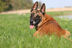 lying Malinois