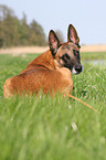 lying Malinois