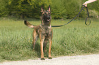 standing Malinois