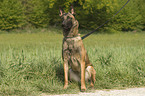 sitting Malinois