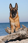 lying Malinois