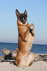 Malinois shows trick