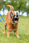 barking Malinois