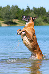 Malinois shows trick