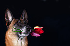 Malinois Portrait