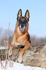 lying Malinois
