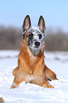 lying Malinois