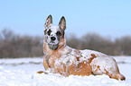 lying Malinois