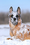 lying Malinois