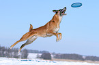 playing Malinois