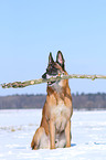 retrieving Malinois