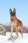 Malinois in snow