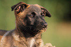 young Malinois