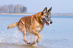 running Malinois