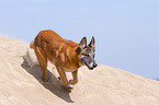 running Malinois