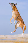 jumping Malinois