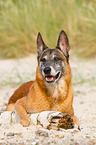 lying Malinois