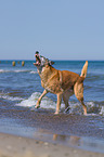 barking Malinois