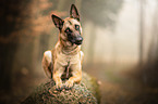lying Malinois