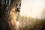 sitting Malinois