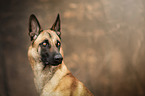 Malinois Portrait