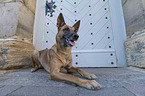 lying Malinois