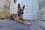 lying Malinois