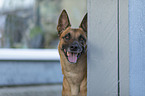 Malinois Portrait