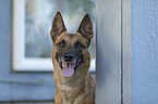 Malinois Portrait