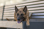 lying Malinois