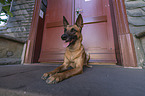 lying Malinois