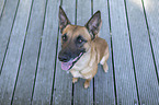 sitting Malinois