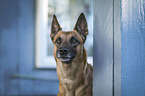 Malinois Portrait