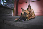 lying Malinois