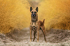 male Malinois