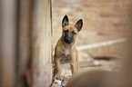 Malinois Puppy