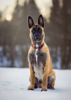 sitting Malinois