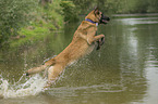 Malinois jumps into the water