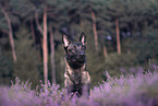 Malinois