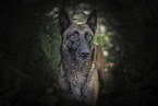 Malinois portrait